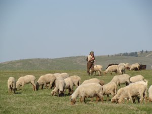 Working as a Shepherd