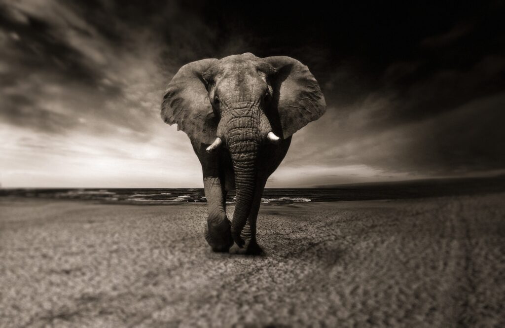 an elephant representing Republicans