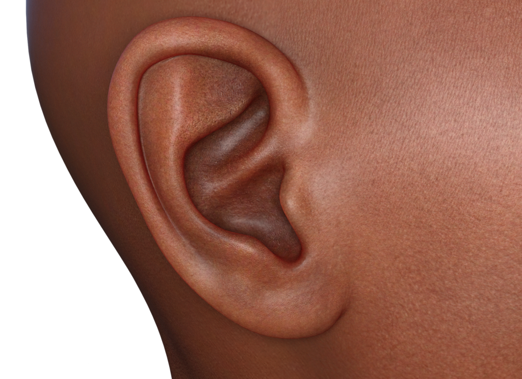 An ear