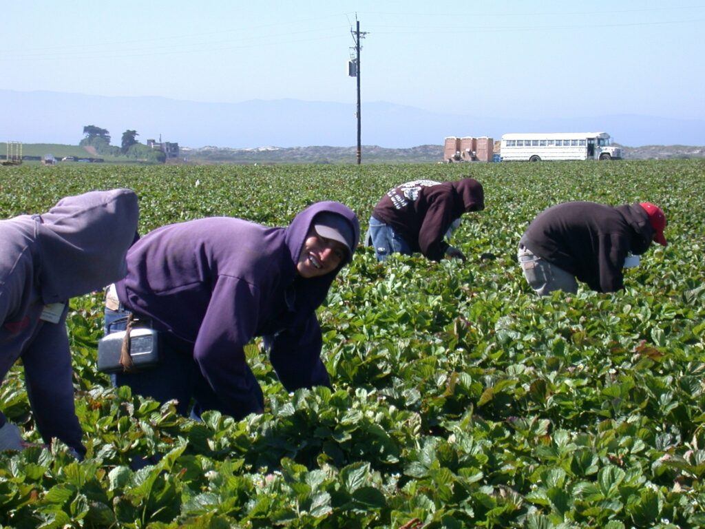 Workers gathering a harvest